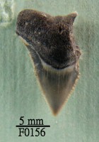 藏品(長鰭真鯊牙齒)的圖片