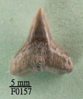 藏品(公牛鯊下顎齒)的圖片