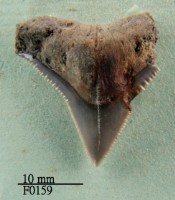 藏品(公牛鯊上顎齒)的圖片