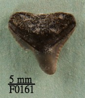 藏品(鯊魚上顎齒)的圖片