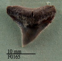 藏品(公牛鯊上顎齒)的圖片