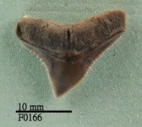 藏品(公牛鯊上顎齒)的圖片