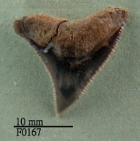 藏品(公牛鯊上顎齒)的圖片