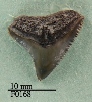 藏品(公牛鯊上顎齒)的圖片