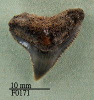 藏品(公牛鯊上顎齒)的圖片