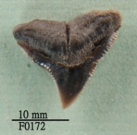 藏品(公牛鯊上顎齒)的圖片