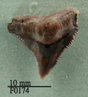 藏品(公牛鯊上顎齒)的圖片