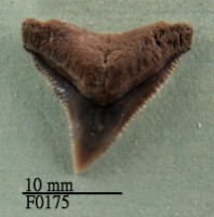 藏品(公牛鯊上顎齒)的圖片