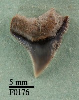 藏品(灰色真鯊上顎齒)的圖片