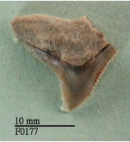 藏品(灰色真鯊上顎齒)的圖片