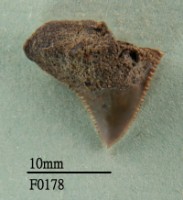 藏品(灰色真鯊牙齒)的圖片