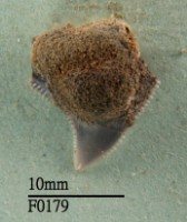 藏品(灰色真鯊牙齒)的圖片