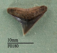 藏品(公牛鯊上顎齒)的圖片