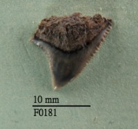 藏品(灰色真鯊牙齒)的圖片