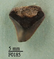 藏品(鯊魚上顎齒)的圖片