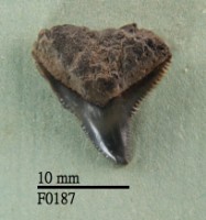 藏品(公牛鯊上顎齒)的圖片