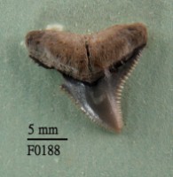 藏品(公牛鯊上顎齒)的圖片