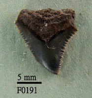 藏品(公牛鯊上顎齒)的圖片