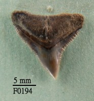 藏品(長鰭真鯊上顎齒)的圖片