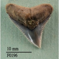 藏品(灰色真鯊上顎齒)的圖片