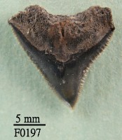 藏品(長鰭真鯊上顎齒)的圖片