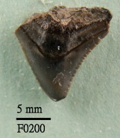 藏品(公牛鯊上顎齒)的圖片