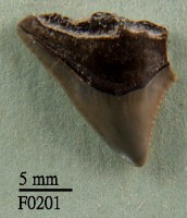 藏品(公牛鯊上顎齒)的圖片