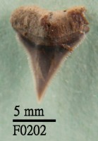 藏品(鯊魚上顎齒)的圖片