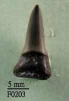 藏品(檸檬鯊下顎齒)的圖片