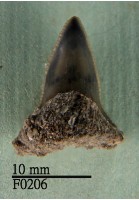 藏品(公牛鯊下顎齒)的圖片