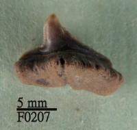 藏品(斜鋸齒鯊下顎齒)的圖片