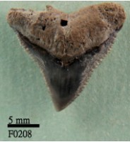 藏品(灰色真鯊上顎齒)的圖片