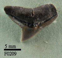 藏品(安汶真鯊上顎齒)的圖片