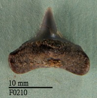 藏品(大白鯊下顎齒)的圖片