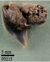 藏品(鼬鯊上顎齒)的圖片