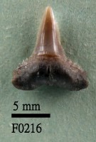 藏品(黑邊鰭真鯊下顎齒)的圖片