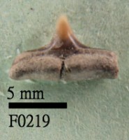 藏品(黑吻真鯊下顎齒)的圖片