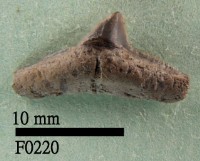 藏品(黑吻真鯊下顎齒)的圖片