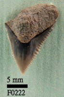 藏品(公牛鯊上顎齒)的圖片