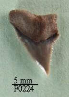 藏品(大鼻真鯊上顎齒)的圖片