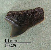 藏品(安汶真鯊上顎齒)的圖片