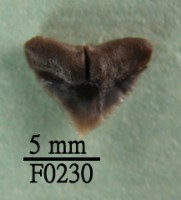 藏品(鯊魚上顎齒)的圖片