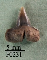 藏品(公牛鯊下顎齒)的圖片