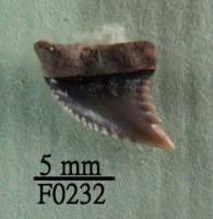 藏品(賽拉半鋸鯊上顎齒)的圖片