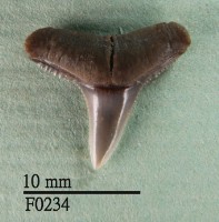 藏品(黑邊鰭真鯊上顎齒)的圖片