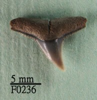 藏品(黑邊鰭真鯊上顎齒)的圖片