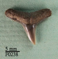 藏品(黑邊鰭真鯊上顎齒)的圖片