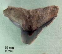 藏品(公牛鯊上顎齒)的圖片