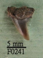 藏品(黑邊鰭真鯊上顎齒
)的圖片