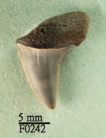 藏品(尖吻鯖鯊上顎齒)的圖片